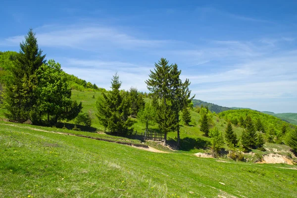 Junges Grünes Laub Ländliche Landschaft Und Feldweg — Stockfoto