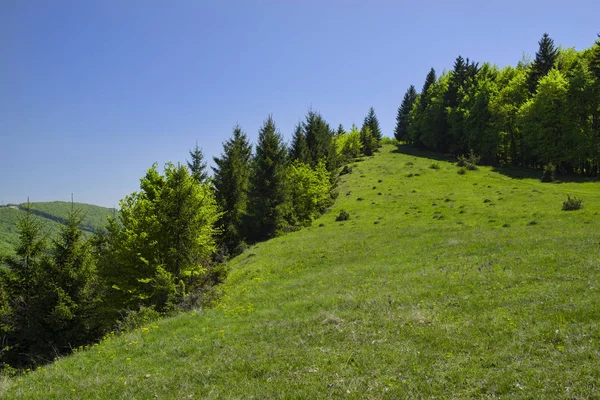 Zelený Vrch Lesa Mladé Zelené Olistění Jaře — Stock fotografie