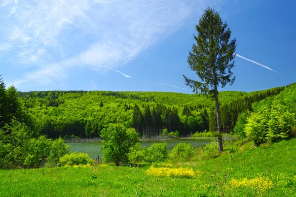 Lago Primavera Paisaje Forestal Árboles Jóvenes Verdes —  Fotos de Stock