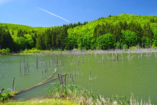 Árboles Muertos Lago Primavera Lago Cuejdel Mayor Lago Presa Natural — Foto de Stock