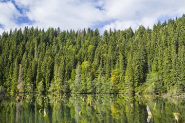 Yeşil orman göl yüzeyine yansıtma. Orman, Red Lake Romanya'da doğal Baraj Gölü