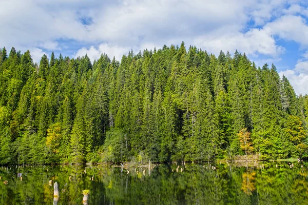 死树树桩在湖中 反映在水中的绿色森林 森林中的天然水坝湖 罗马尼亚的红湖 — 图库照片