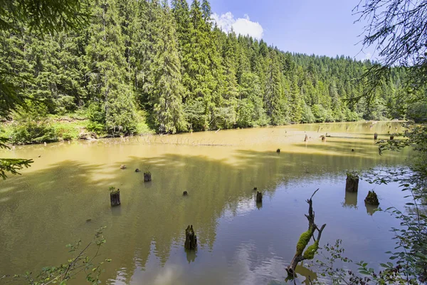 死树在泥泞的湖里跌跌撞撞 森林中的天然水坝湖 罗马尼亚的红湖 — 图库照片