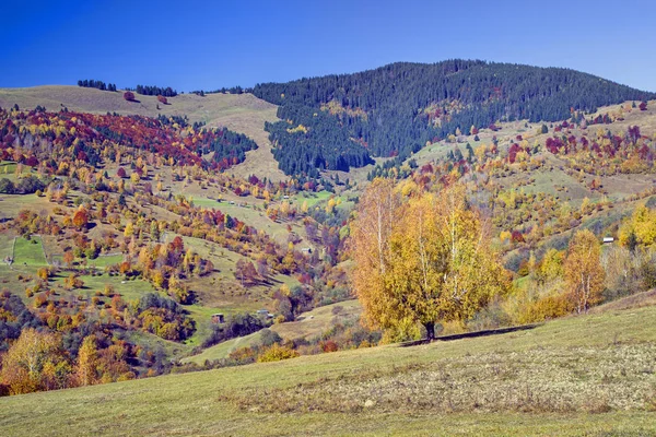Осінній Пагорб Різнокольоровими Деревами Тлі Блакитного Неба — стокове фото