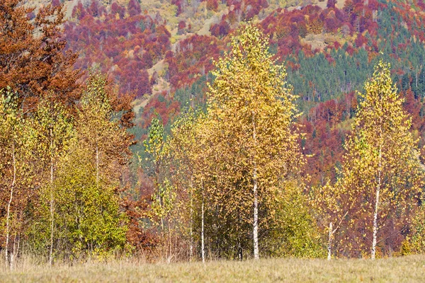 Goldene Birke Mit Herbstbäumen Hintergrund Auf Dem Hügel — Stockfoto