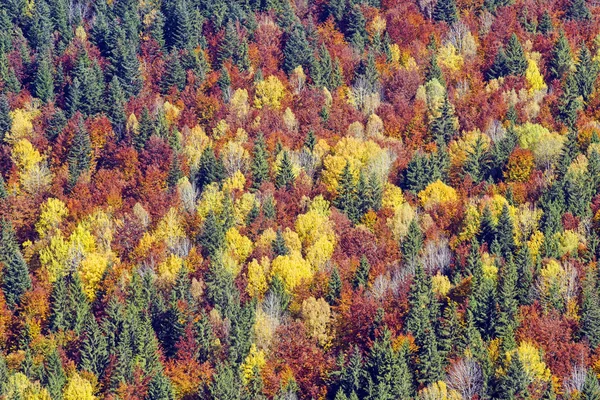 Escena Otoñal Árboles Coloridos Del Bosque Como Fondo —  Fotos de Stock