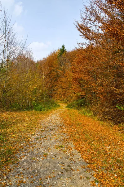 秋の田舎道 の紅葉が美しい風景 森の中の道 — ストック写真