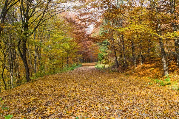 森と美しい木と道路の紅葉で秋の道路景観 — ストック写真