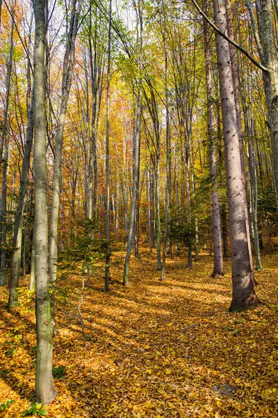 秋の森のシーン カラフルな木と黄金の落ち葉 — ストック写真