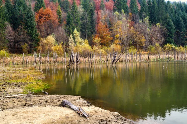 Troncos Árboles Muertos Reflejándose Agua Del Lago Bosque Otoñal Detrás —  Fotos de Stock