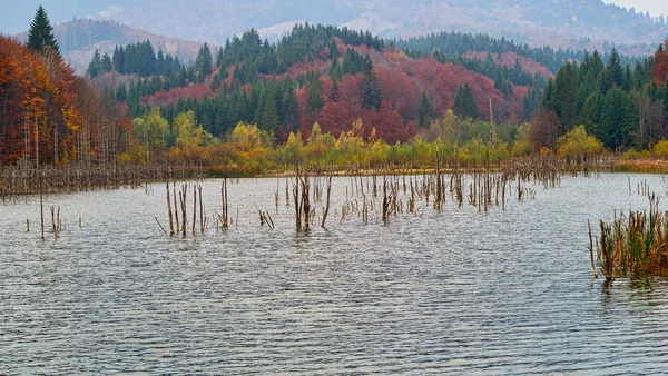 Lago Otoño Con Troncos Árbol Muerto Lago Cuejdel Nació Hace —  Fotos de Stock