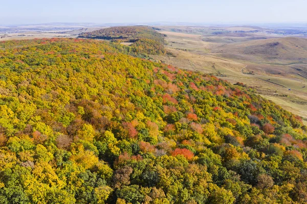 Aerial View Autumn Conferous Forest Beautiful Tree Colors October — Stock Photo, Image