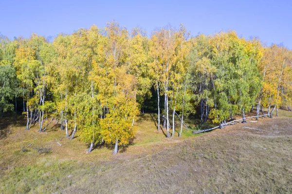 Goldener Birkenwald Herbst Bunter Wald Einem Sonnigen Oktobertag — Stockfoto