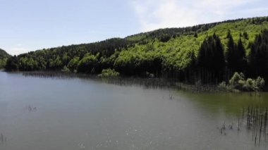 Hava ölü ağaç görünümünü gölde kütükleri. Cuejdel Gölü d. 30 yıl önce (bir yere indi Cuejdel nehrinde) Romanya, bugün Avrupa'nın en büyük doğal Baraj Gölü.