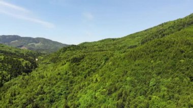 Taze yeşil orman ve mavi gökyüzü görüntülemek yukarıdan