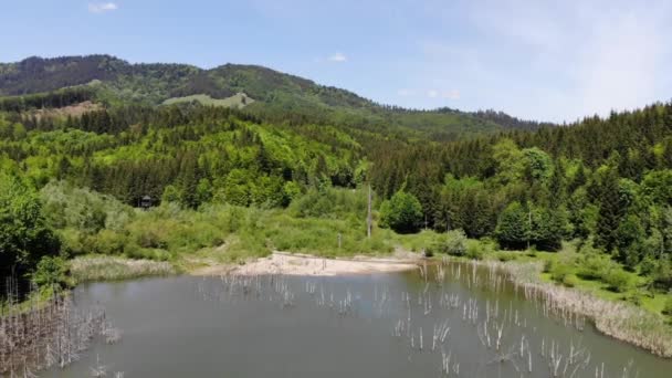 Drone Volando Sobre Troncos Muertos Del Lago Lago Cuejdel Nació — Vídeo de stock