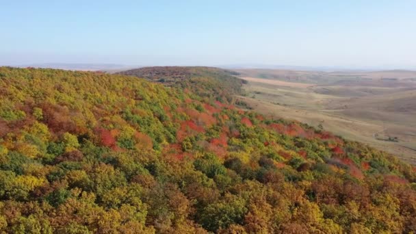 秋の森は 月の美しい木の色上飛行ドローン — ストック動画