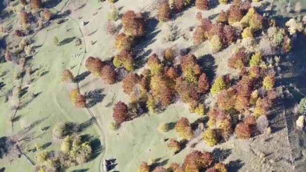 Luchtfoto Van Herfst Weiland Met Hooibergen Drone Vliegt Loof Boom — Stockvideo