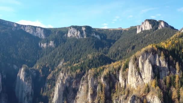 Herfst Naaldhout Bos Landschap Lariksen Altijdgroene Bos Een Rotsachtige Berg — Stockvideo