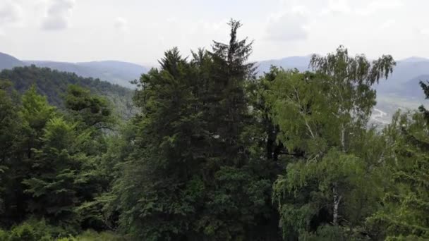 Elevando Drone Acima Floresta Verde Fresca — Vídeo de Stock
