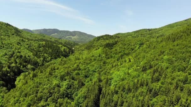 Подъем Видео Беспилотника Свежий Зеленый Лес Весной — стоковое видео