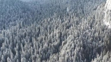 Donmuş ağaçlar ve kar herdem yeşil orman kaplı.