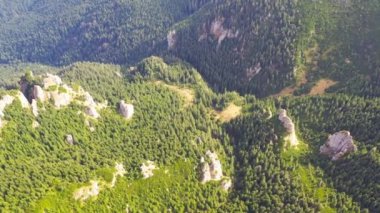 Herdem yeşil Orman ağaçları yukarıdan izlendi