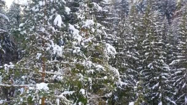 Bevroren bomen en sneeuw bedekt altijdgroene bos. — Stockvideo