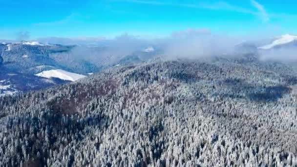 Arbres gelés et forêt sempervirente couverte de neige, laps de temps — Video