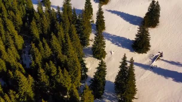 Forêt verte et montagnes enneigées, scène hivernale aérienne 