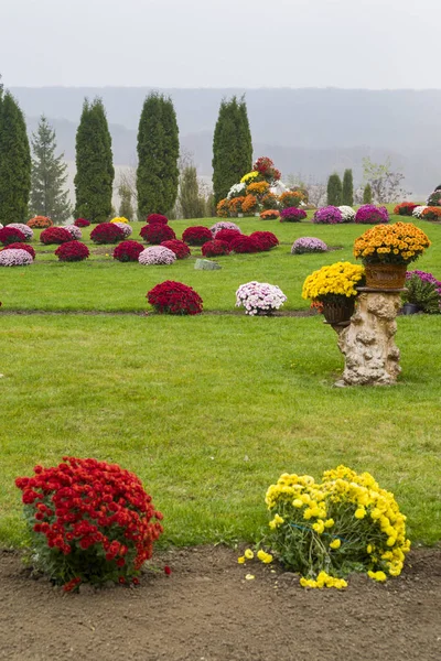 Flores de colores en el patio de verano — Foto de Stock