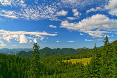 Mavi gökyüzüne karşı yaz ormanı manzarası