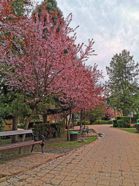 Cherry blossom tree on park alley — Stock Photo, Image