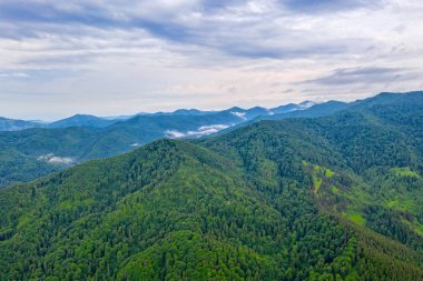 Yağmurdan sonra yaz ormanı ağaçları, havadan görünüm