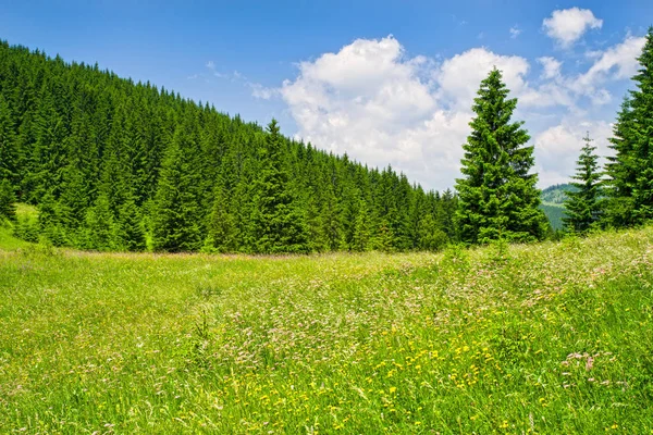 Summer sunny day mountain trees — Stock Photo, Image