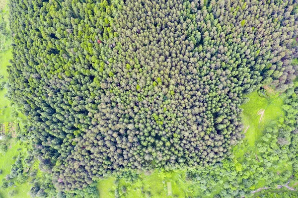 Above view of coniferous forest