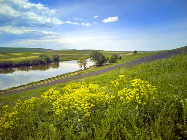 Beautiful flower covered pasture  on the hill — Stock Photo, Image