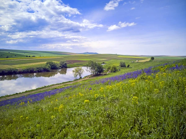 Violet blooming flowers on pasture — Stock Photo, Image