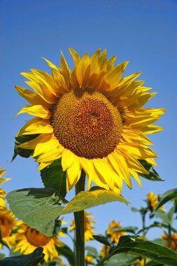 Çiçek açan ayçiçeği ve mavi gökyüzü arka plan