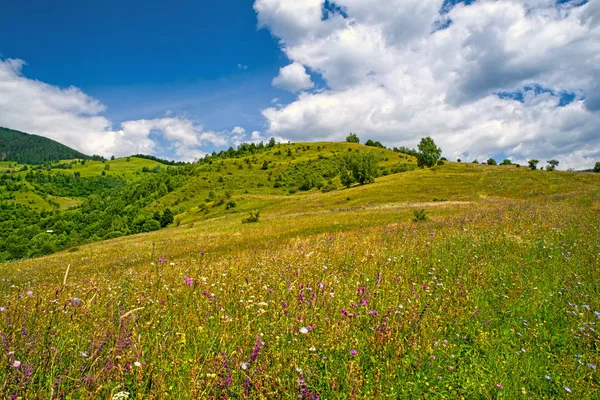 Квітуче пасовище в гірському пейзажі — стокове фото