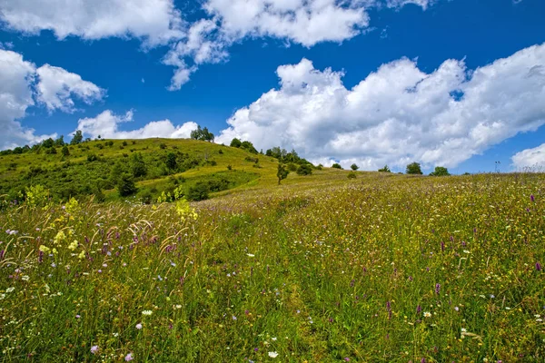 Горное летнее пастбище с полевыми цветами — стоковое фото