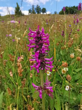 Pembe alan çiçeğinin yakın görüntüsü