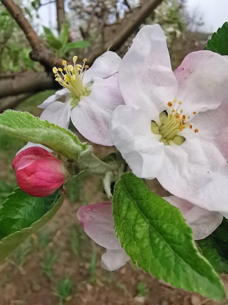 Apfelblüte im Garten im Frühling — Stockfoto