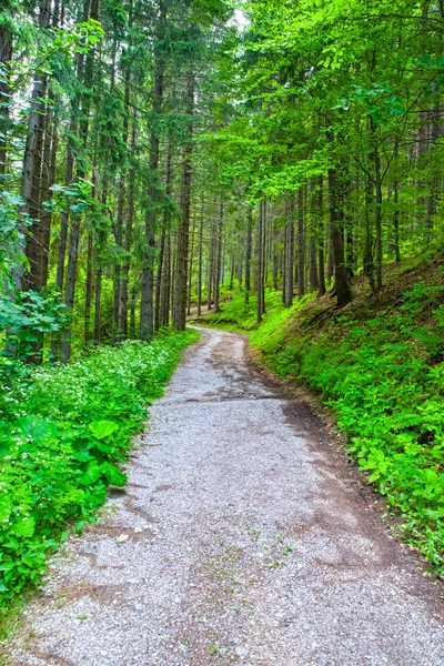 Straße im sommerlichen Bergwald — Stockfoto