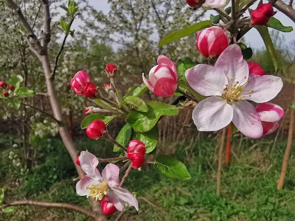 Яблуня під час цвітіння — стокове фото