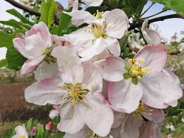 Blühender Apfelbaum im Frühling — Stockfoto