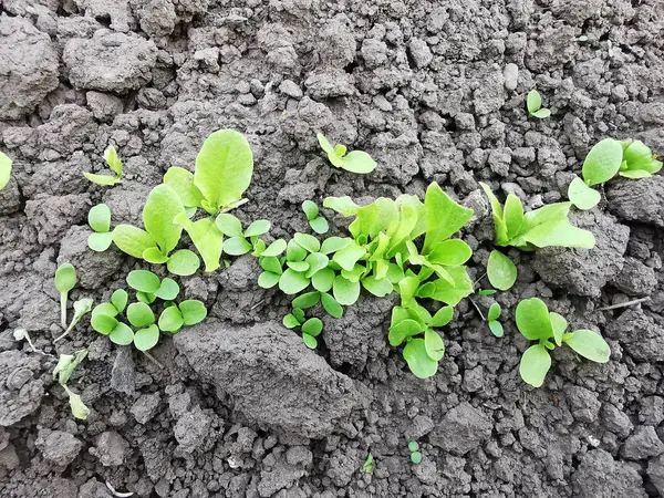 Frischer grüner Babysalat — Stockfoto