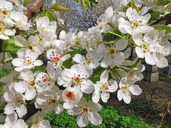 花の梨の木 — ストック写真