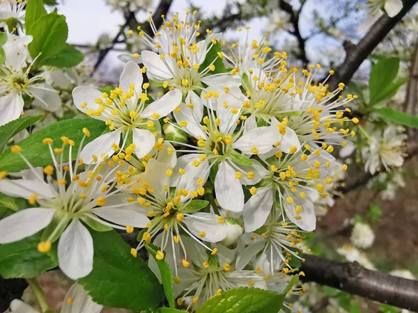 Pflaumenbaum Blume schließen Bild — Stockfoto