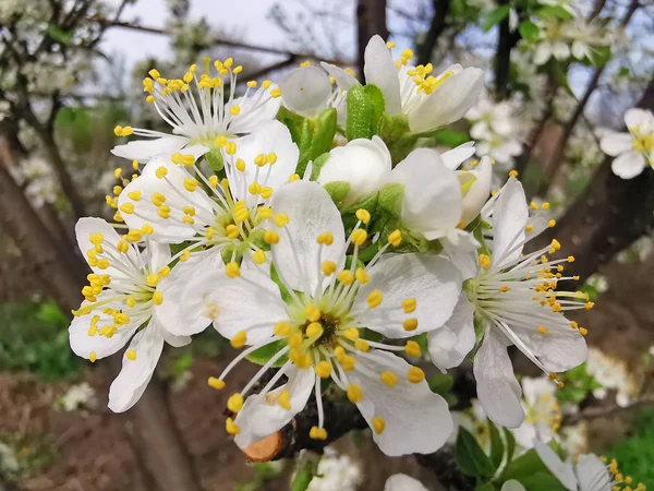 Cerrar imagen de flor de ciruela — Foto de Stock